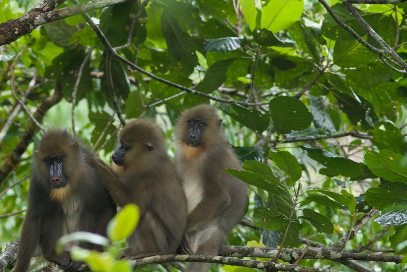 Ein Mandrill-Weibchen und ihre Töchter pflegen sich gegenseitig das Fell.