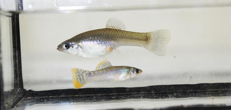 The female Atlantic molly is not very colourful, while the tail fins of the male glow in various shades of yellow and orange 