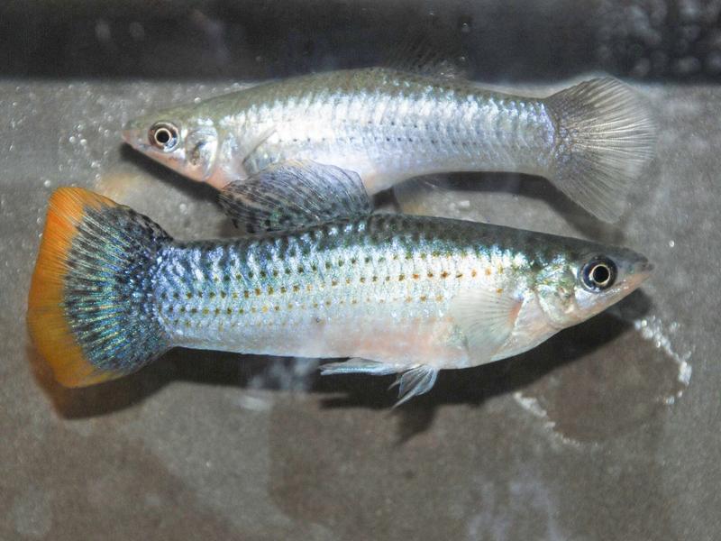 The female Atlantic molly is not very colourful, while the tail fins of the male glow in various shades of yellow and orange 