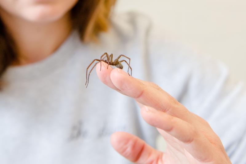  Der Gedanke, eine Spinne anzufassen, löst bei vielen Menschen Herzrasen aus.