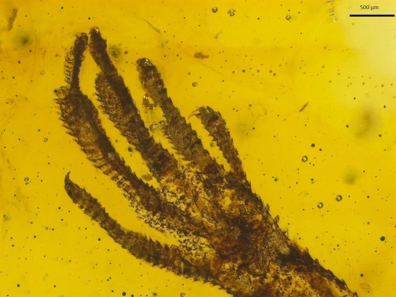 Unusual find: A tiny lizard forefoot of the genus Anolis is trapped in amber that is about 15 to 20 million years old. 