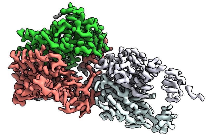ALG6 besteht aus einem strukturell konservierten (grün) und einem strukturell variablen (rot) Modul. Der Antikörper, der an das Enzym bindet (lila, türkis), ermöglichte Kryo-EM-Analysen.