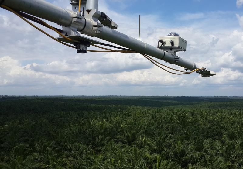 Blick vom Flux-Turm über die Ölpalmenplantage in Jambi, Indonesien.