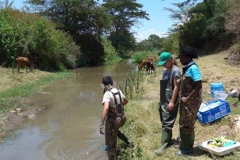 Feldversuche in Kenia. Deutsche und kenianische Wissenschaftler haben 48 Fließgewässer auf Pestizidbelastung, Zusammensetzung der Lebensgemeinschaften und Schneckenvorkommen untersucht. 