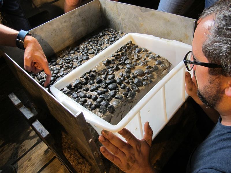 Manganese nodules from a depth of 4100 meters in the North Pacific. There is a great demand for recommendations on how to support deep-sea protection.