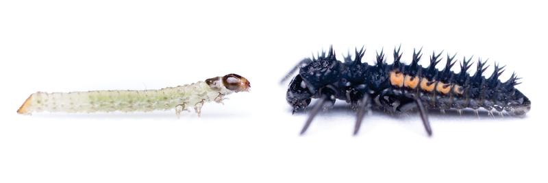 The larva of the horseradish flea beetle Phyllotreta armoraciae (left) is well-armed against its enemy, the larva of the harlequin ladybird Harmonia axyridis (right).