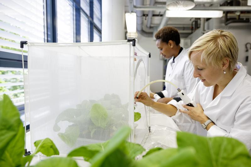 Theresa Sporer studies how horseradish flea beetles defend themselves agains predators by using chemical substances from their host plants.