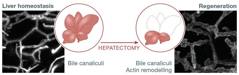 Microscopy images of the bile canaliculi network reveal structural alterations during liver regeneration (left, liver homeostasis; right, regenerating liver). 