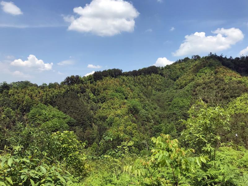 500 Parzellen von Waldflächen mit verschiedenen und unterschiedlich vielen Baumarten. 