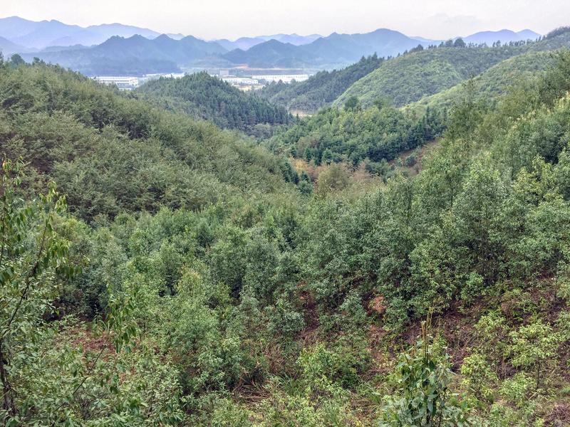 Field experiment BEF-China in Xingangshan in the province of Jiangxi in southeast China.