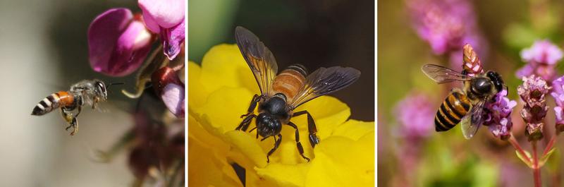 Zwerghonigbiene, Riesenhonigbiene und Östliche Honigbiene (von links): Forscher haben die Tanzdialekte dieser drei Bienenarten untersucht.