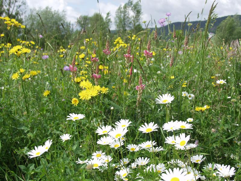 Ökosysteme mit 60 Pflanzenarten haben im Durchschnitt doppelt so viel stehende Biomasse wie die durchschnittliche Pflanzenmonokultur.