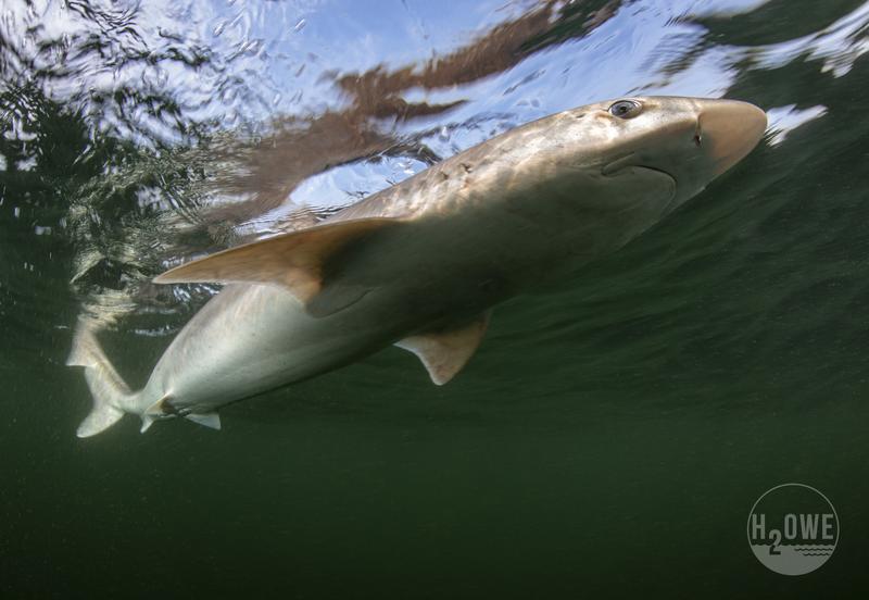 Markierter Hundshai nahe Helgoland 