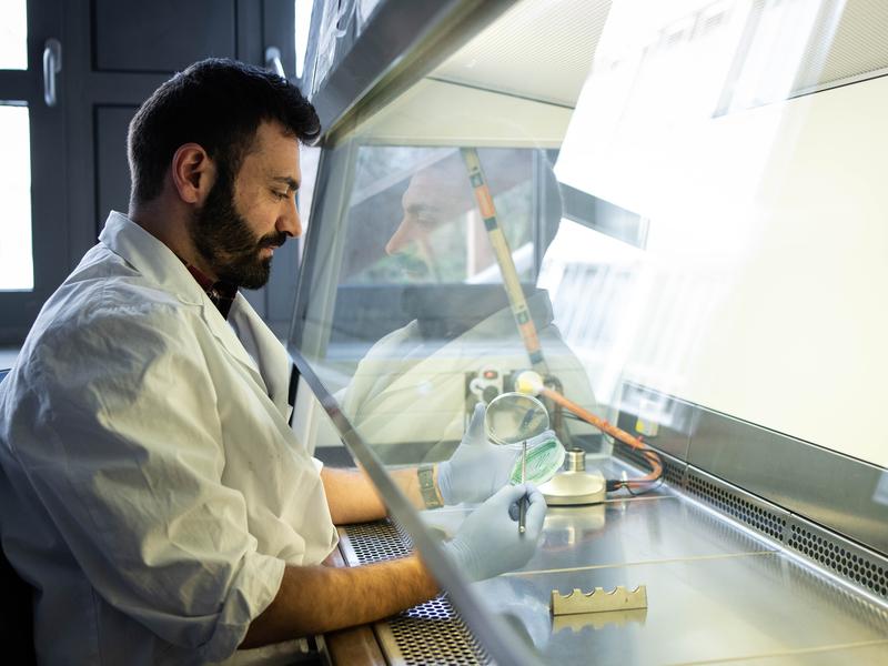 Mohammed Aizouq takes some cells from a Petri dish containing the cyanobacterium Synechocystis for further analysis. The blue-green alga has an enzyme with which it can synthesize oil. 