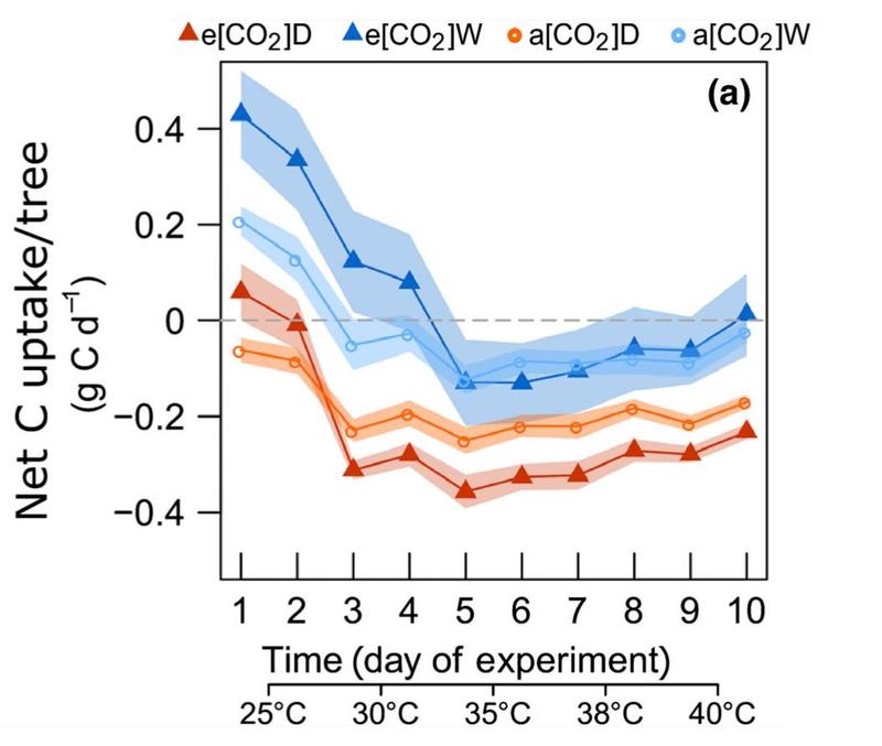 Gesamtkohlenstoffaufnahme von Aleppo-Kiefern bei steigender Temperatur: Reaktion für Bäume unter atmosphärischem (a) versus erhöhtem (e) CO2 unter guter Bewässerung (W) und Trockenstress (D). 