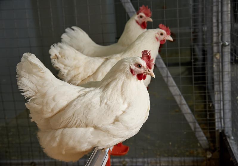 Geflügelfleisch erfreut sich weltweit steigender Beliebtheit. Dennoch steht die Branche vor vielen Herausforderungen. 