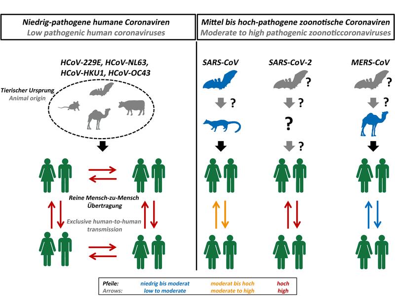 Ursprung und Übertragbarkeit humanpathogener Coronaviren. 