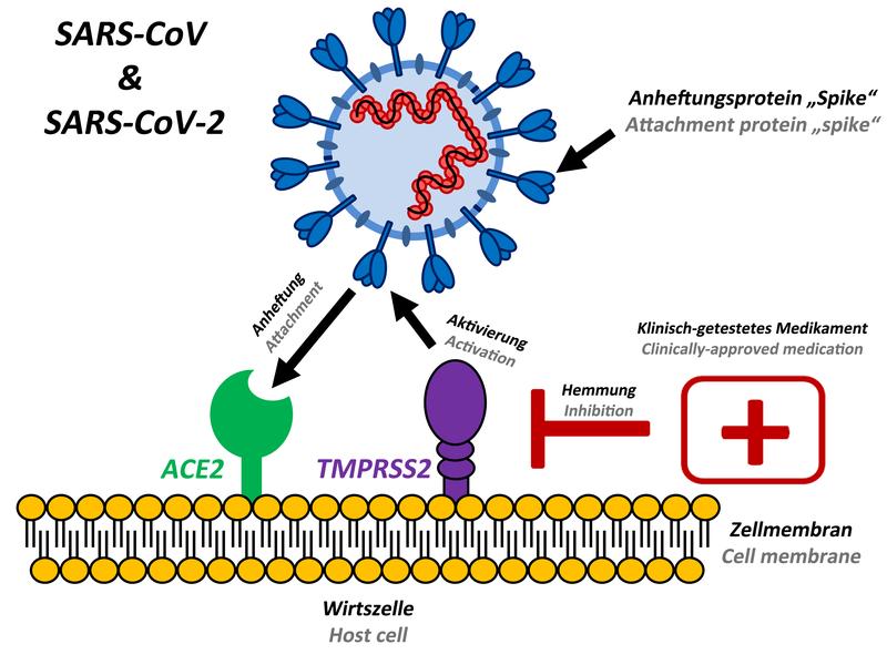 Das Anheftungsprotein „Spike“ verwendet den gleichen zellulären Anheftungsfaktor (ACE2) wie das SARS-CoV und nutzt für seine Aktivierung die zelluläre Protease TMPRSS2