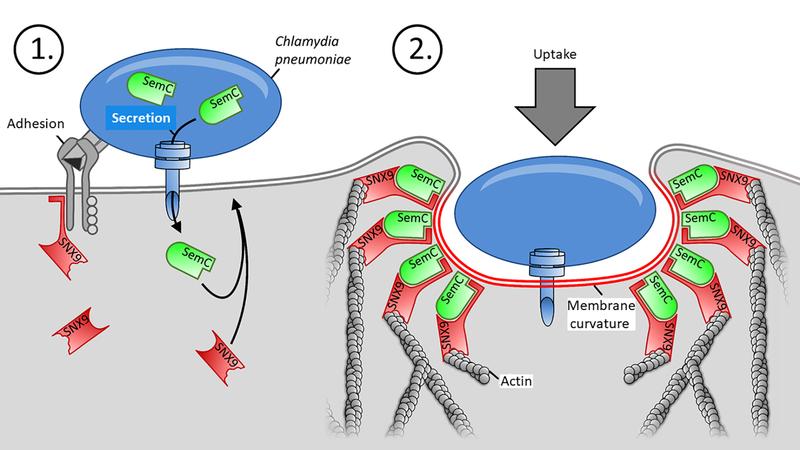 With help of adhesins (grey), a Chlamydium binds to the cell and secretes its SemC (green). It bends the PM, there binds the human SNX9 (red) and allows the bacteria to enter the cell there. 