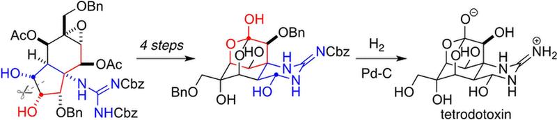 Tetrodotoxin, enthalten in der japanischen Delikatesse  Fugu aus Kugelfisch, erwies sich in klinischen Tests als möglicher Opioid-Ersatz zur Linderung starker Schmerzen bei Krebspatienten.