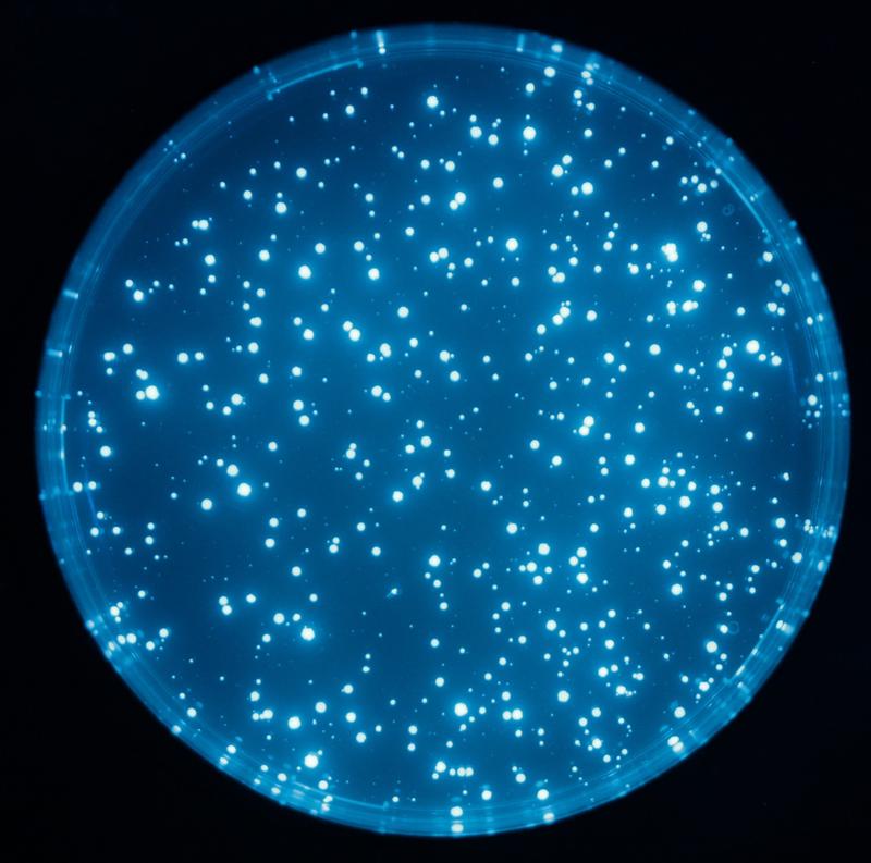 Fluoreszierende E. coli-Populationen in einer Petrischale