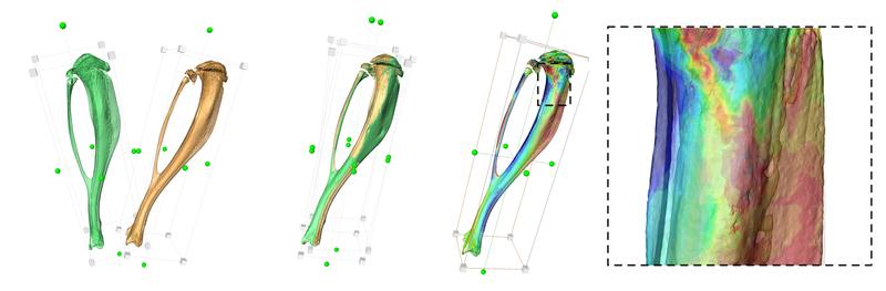 4D load-induced structural changes in bone were monitored and linked to the local mechanical stimuli using computational analyses