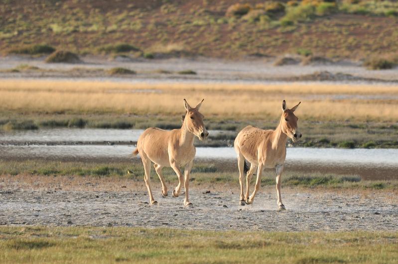 Khulans at waterpoint