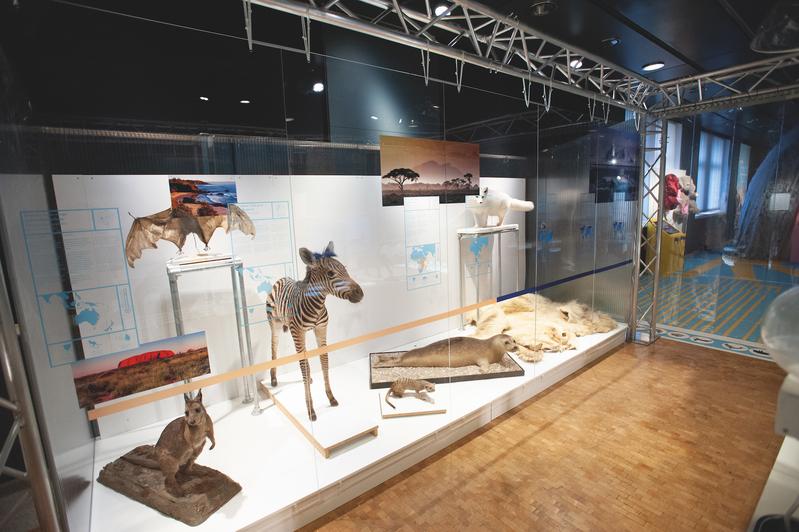 Rotnackenwallaby, Graukopfflughund, Steppenzebra, Zebramanguste, Seehund, Polarfuchs und Eisbär: Jedes Tier säugt den Nachwuchs auf seine eigene Art. (Bild: Zoologisches Museum UZH) 