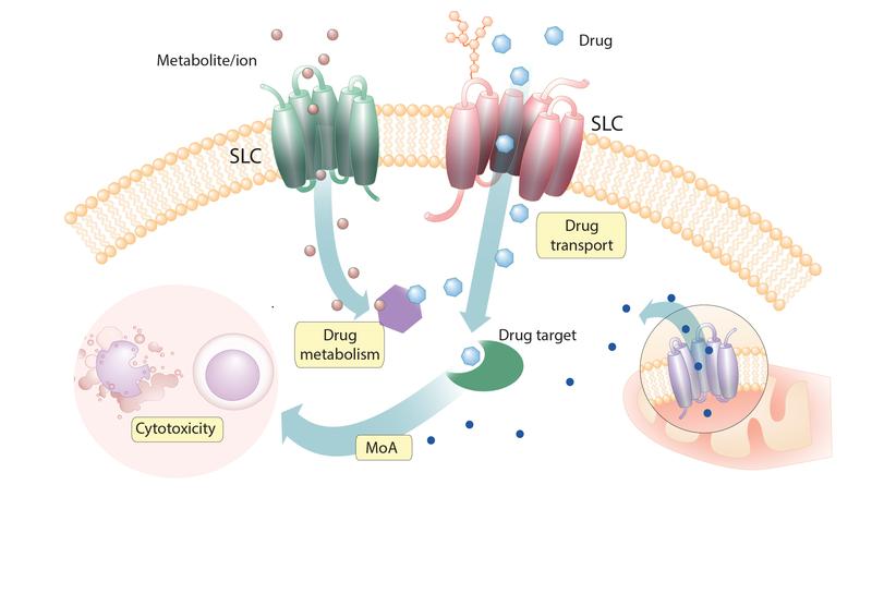 Solute Carriers (SLCs) beeinflussen Aufnahme, Metabolismus und Wirkungsweise (MoA) zytotoxischer Arzneimittel.