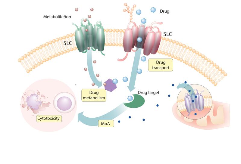 Solute Carriers (SLCs) beeinflussen Aufnahme, Metabolismus und Wirkungsweise (MoA) zytotoxischer Arzneimittel.