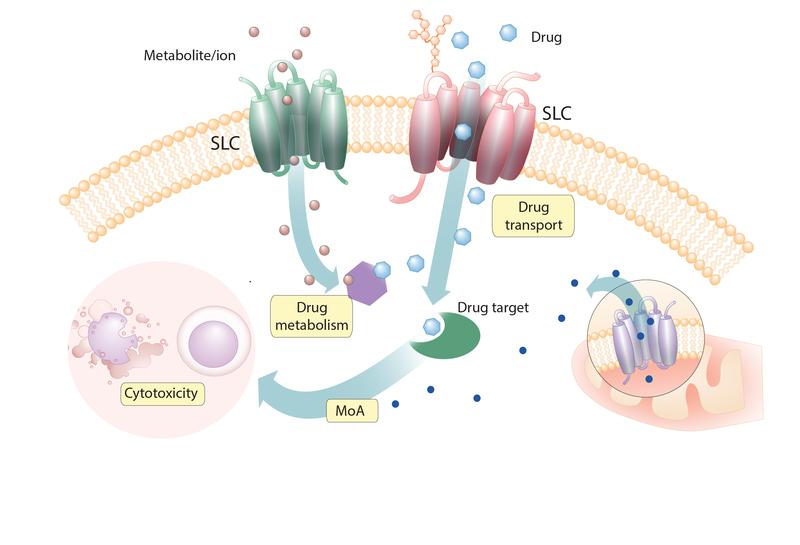 Solute Carriers (SLCs) affect the uptake, metabolism and mechanism of action (MoA) of cytotoxic drugs.