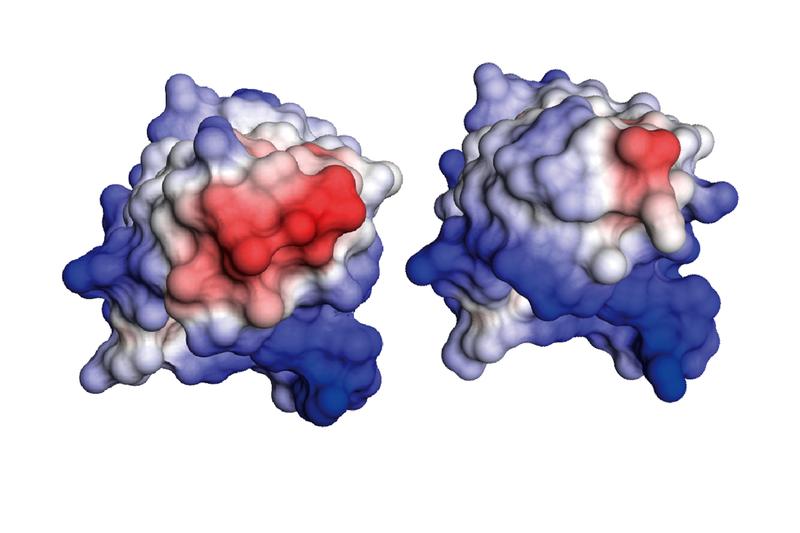 The antibody fragment of the patient (left) has a significantly larger hydrophobic area (red) than normal (right). Due to its lower stability, this fragment can form the dangerous amyloid fibrils. 