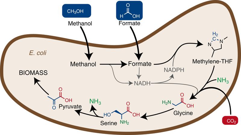 The introduction of a new metabolic pathway into Escherichia coli enables the bacterium to use methanol or formic acid (Formate) as a food source to grow and build biomass.