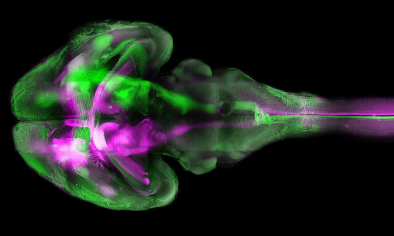 Das Gehirn einer Maus - aufgenommen mit Fluoreszenz-Mikroskopie mittels "Tissue Clearing" - einer Technik, die erstmals die großen und kleinen Gehirngefäße gleichzeitig sichtbar gemacht hat.