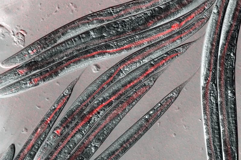 he worm’s microbiome (bacteria highlighted in red) is strongly influenced by the environment and also differs considerably between individual animals. 