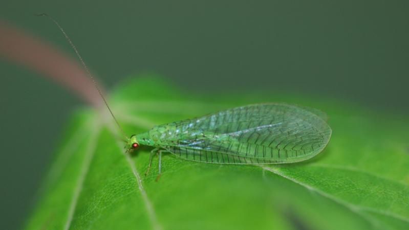 Die Florfliege Pseudomallada prasinus (Foto) ist wie die allgegenwärtige Gemeine Florfliege Chrysoperla carnea eine Vertreterin der Familie der Grünen Florfliegen.