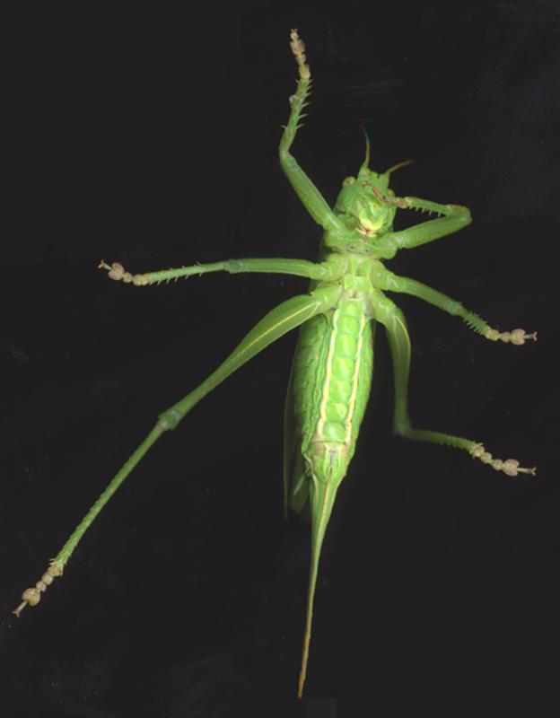 The special structure of grasshoppers' feet inspired the scientists from Kiel University for an artificial adhesion system that works on different surfaces.  