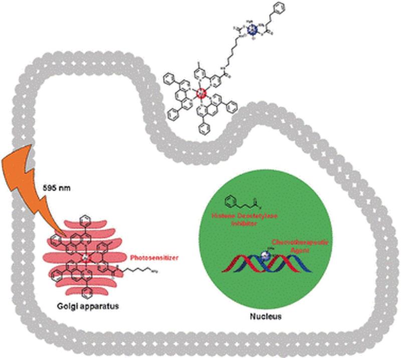 Das Konjugat aus drei Wirkstoffen setzt an verschiedenen Stellen in der Krebszelle an. Es enthält Cisplatin,den Cisplatin-Verstärker Phenylbutyrat und einen Metallkomplex auf Basis des Ruthenium-Ions.