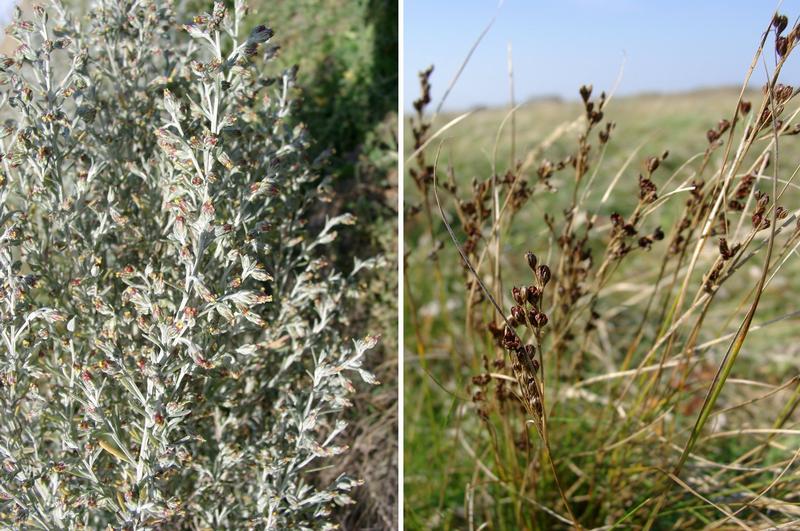 Vorläufige Gewinner und Verlierer des Deichrückbaus: Strandbeifuß und Boddenbinse