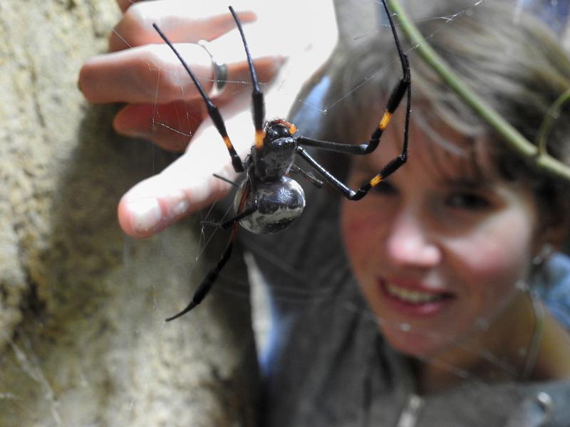 Die Seidenspinne Nephila senegalensis im Aquazoo Löbbecke Museum Düsseldorf auf der Hand von Anna Bartz vom Universitätsklinikum Bonn. 