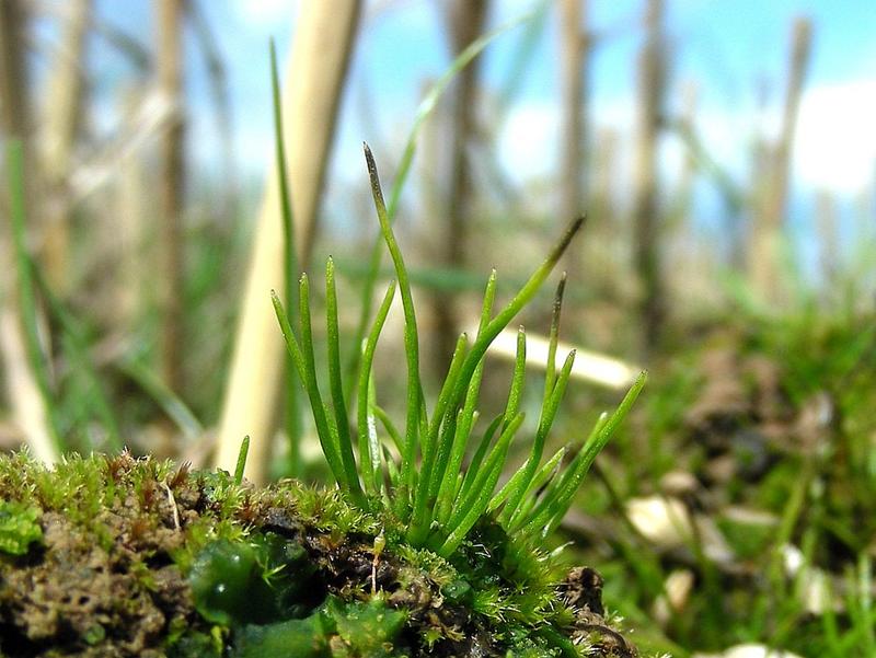 Hornworts belong to the oldest still existing land plants.