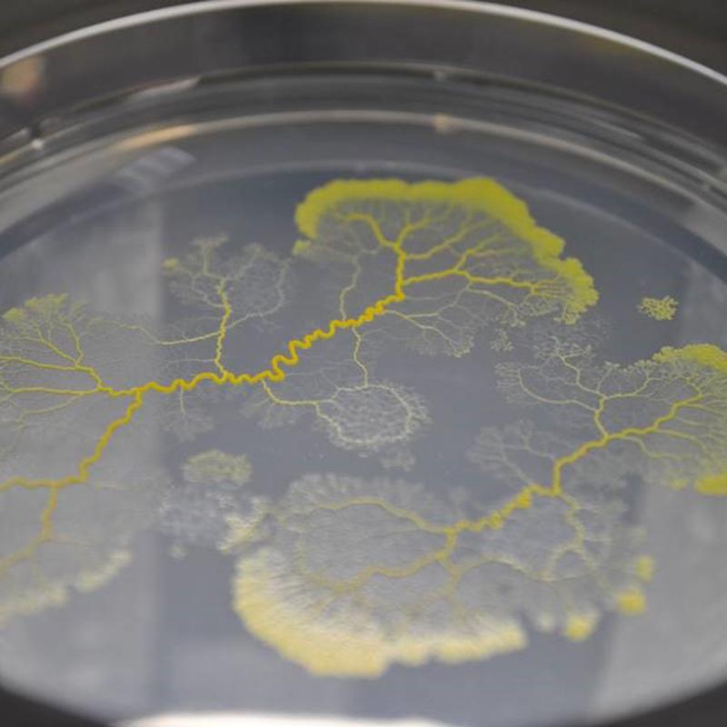 Der Schleimpilz - Physarum polycephalum - ist ein hochkomplexes System.