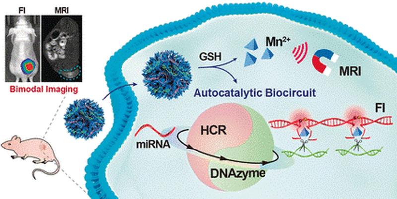 Ein zur Micro-RNA passender DNA-Strang löst einen autokatalytischen Amplifikationkreislauf aus. Die daraus gebildeten Stränge enthalten Farbstoffe. Diese fluoreszieren, wenn sich ein Tumor entwickelt.
