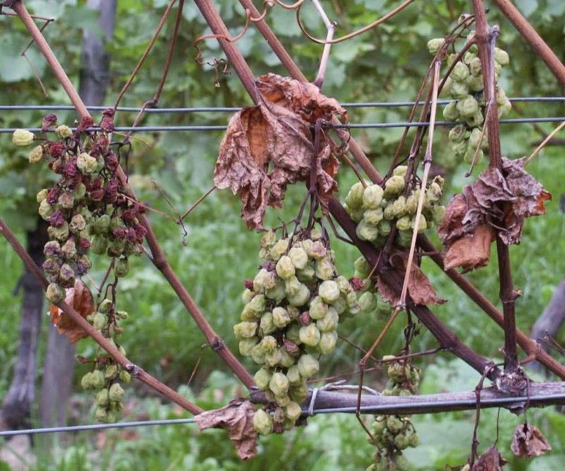 Die Esca-Krankheit wird durch Pilze ausgelöst und kann zum Absterben  von Trieben oder ganzen Weinreben und damit zu erheblichen wirtschaftlichen Einbußen führen