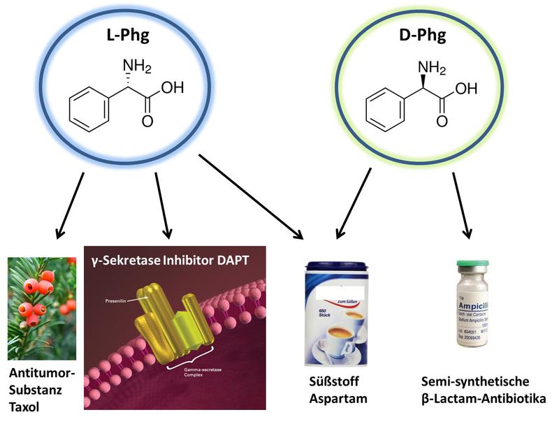 Structure and possible applications of phenylglycine