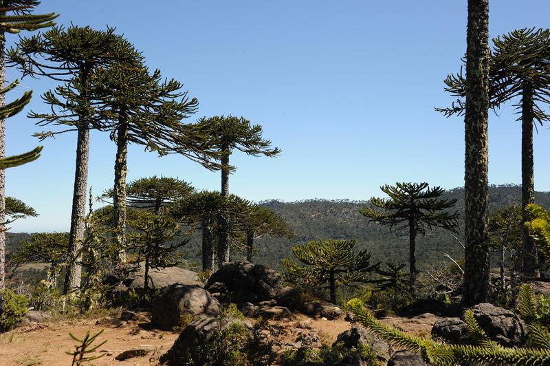 Dichter Pflanzenbewuchs im gemäßigten Araukarienwald von Süd-Zentral-Chile.