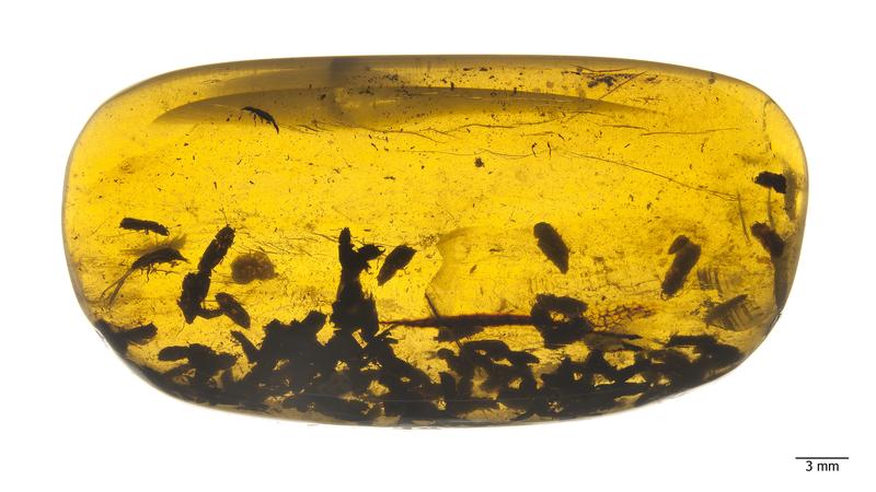 Zahlreiche Exemplare der Kateridenkäfer in einem Bernstein vom Institut für Geologie und Paläontologie in Nanjing (China). Mit eingeschlossen sind Pollenkörner von primitiven Seerosen. 