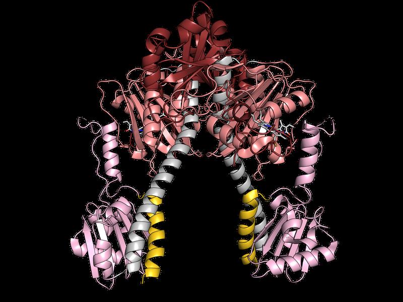 Example of a phytochrome photoreceptor. 