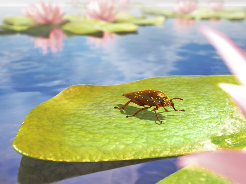 Reconstruction of the beetle on a water lily in its habitat. On the "back" it carries pollen from the water plant. 