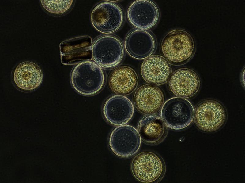 Coscinodiscus wailesii is a microalgae belonging to the diatoms, which form algal blooms and produce substantial amounts of polysaccharides in energy stores, cell walls and as exudates. 